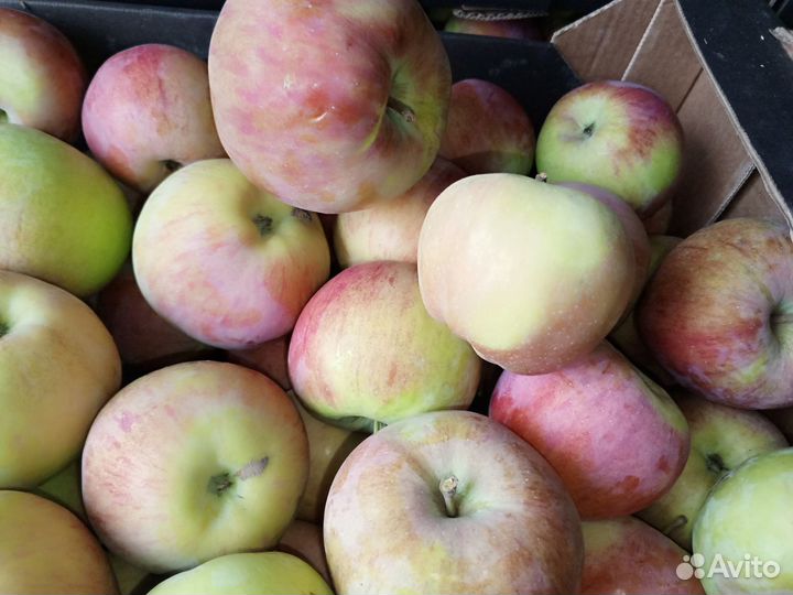 Яблоки оптом