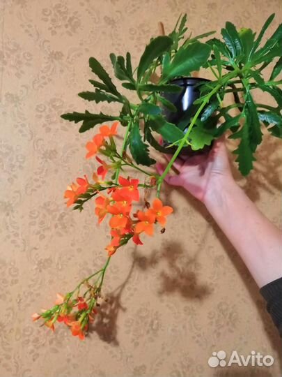 Каланхое рассеченное 