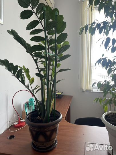 Бенджамина