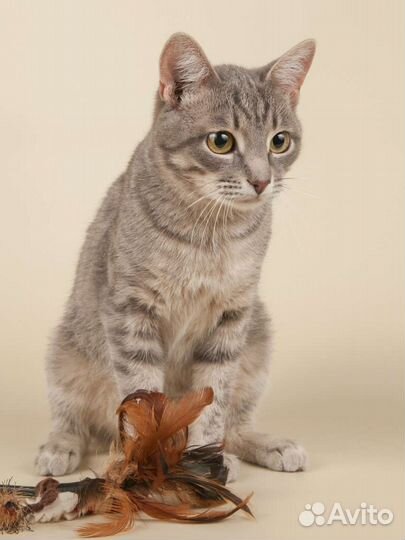 Малыш, ласковый котик тарахтелкин ищет семью