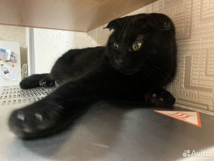 Кошка в добрые руки