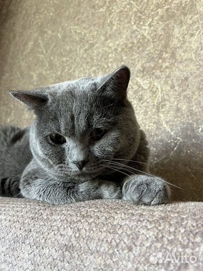 Британец в добрые руки