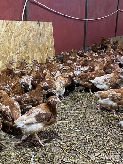 Цыплята несушка ломан Браун