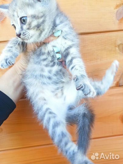 Кошка в дар