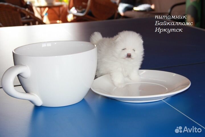 Мини шпицы, белая девочка и мальчик черно подпалый