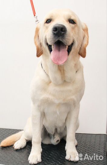 Модели на груминг собак и кошек. Ультразвук зубы