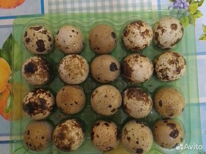 Яйца перепелиные для инкубации под заказ