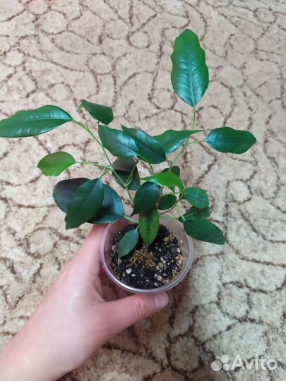 Фикус Бенджамина