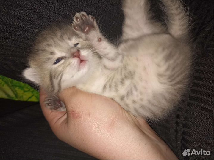 Вислоухие котята