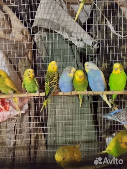 Волнистый попугай