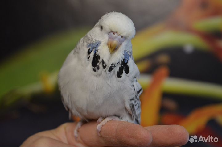 Птенцы ввп, чехи