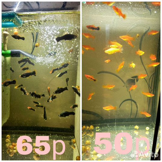 Аквариумные растения,меченосцы,корм для рыб,улитки