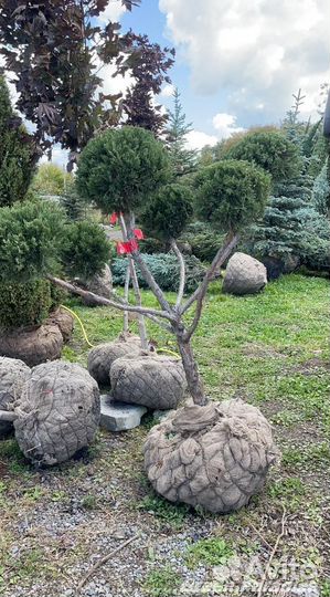 Можжевельник формированный