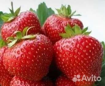 Рассада клубники