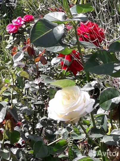 Розы-Гортензия-саженцы-Туя