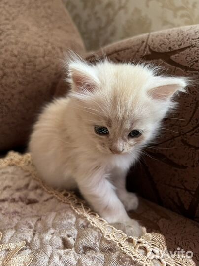 Котенок в добрые руки