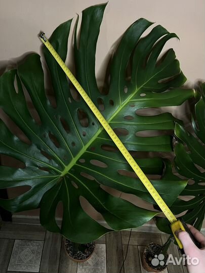 Крупная форма монстера