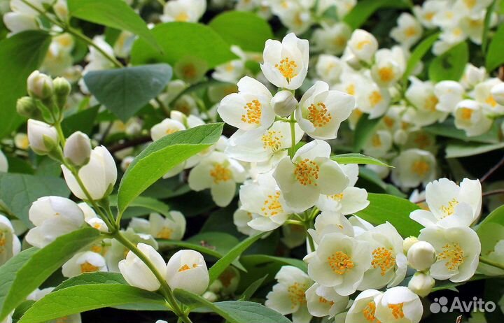 Жасмин / Саженцы Жасмина