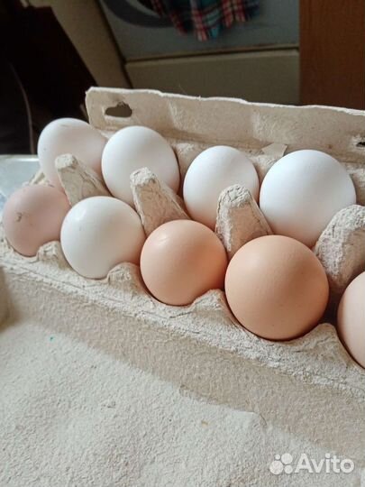 Домашние куриные яйца