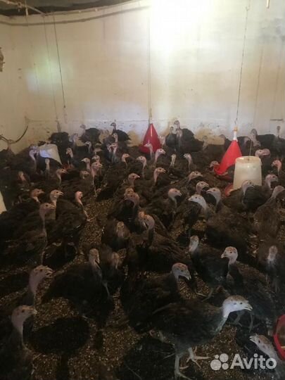 Индюки бронза