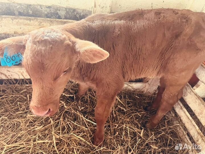 Телята телки бычки бесплатная доставка до двора