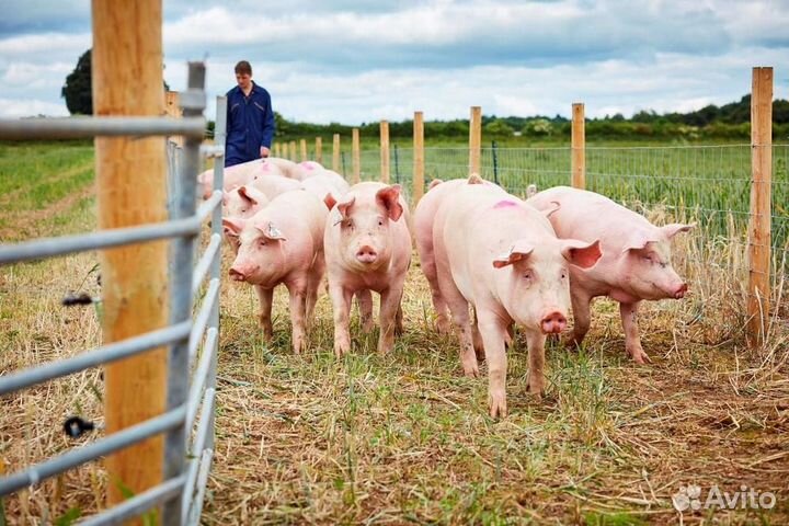 Оператор д.Белый Колодец