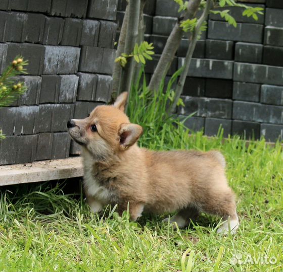 Корги пемброк щенки