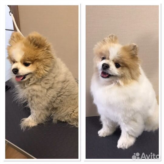 Стрижка собак (груминг)