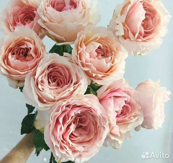 Саженцы роз, яблони, груши, хризантемы