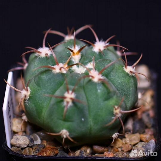 Кактусы в ассортименте