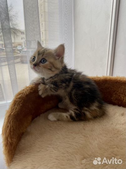 Кошки породистые