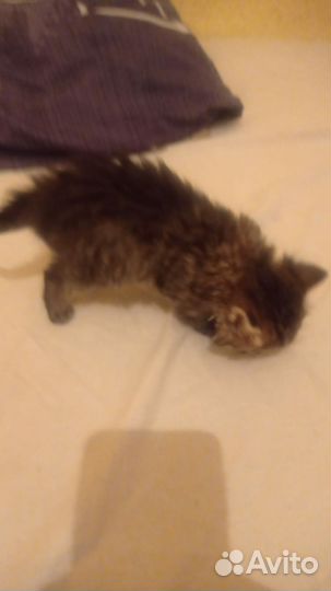 Кошка в дар