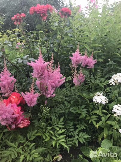 Астильба в ассортименте