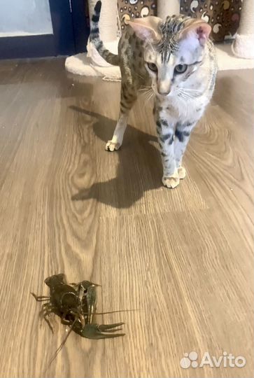 Кошечка саванна