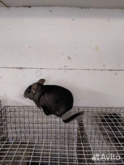 Шиншилловая ферма