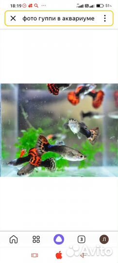 Аквариумные рыбки