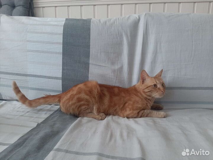 Отдам кота в добрые руки