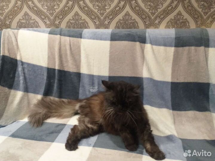 Кот Степан 9 лет