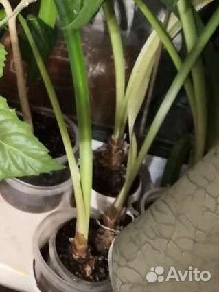 Цветы для дома разные