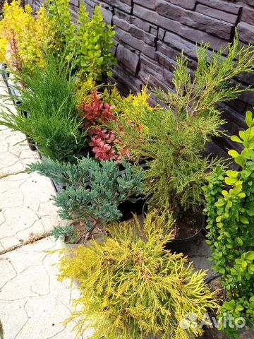 Хвойники. Туя голд. Можевельники купить в Перми | Товары для дома и ...