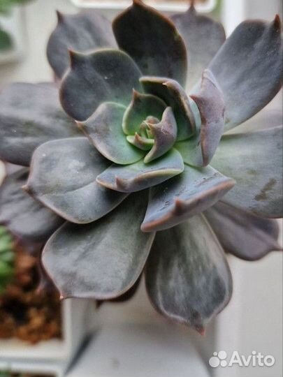 Эхиверия Марроу