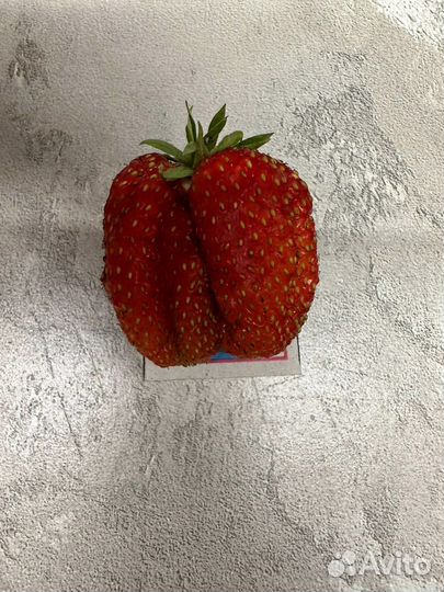 Клубника Виктория, Купчиха, Зенга зенгана