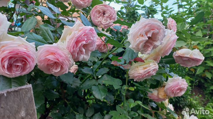 Саженцы плетистых роз