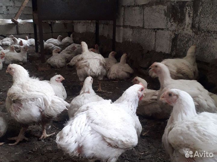 Куры бройлеры