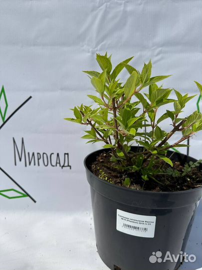 Гортензия фантом