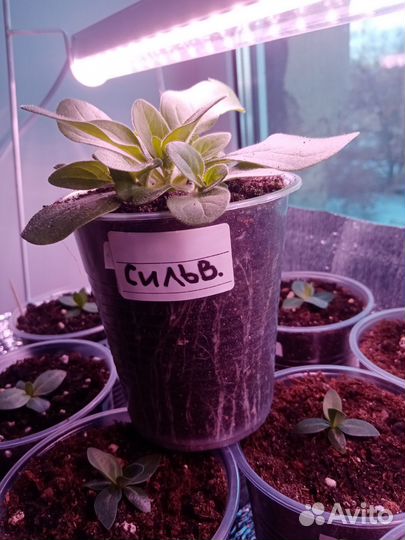 Тайдалы в 0,5