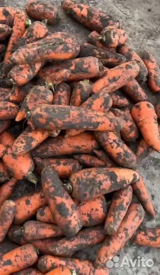 Морковь второй сорт