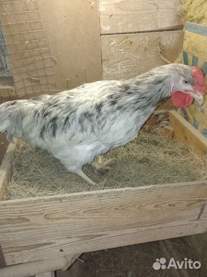 Петух доминант