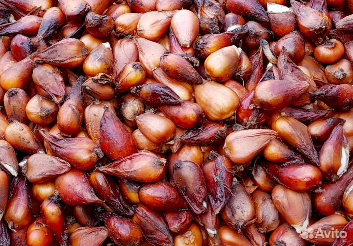 Луковицы тюльпанов.оптом