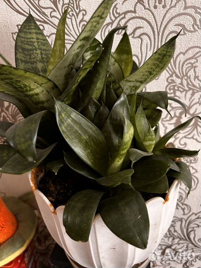 Сансевиерия